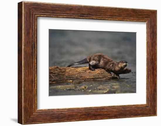 River Otter-DLILLC-Framed Photographic Print