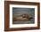 River Otter-DLILLC-Framed Photographic Print