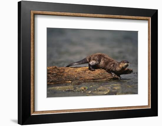 River Otter-DLILLC-Framed Photographic Print