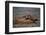 River Otter-DLILLC-Framed Photographic Print