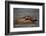 River Otter-DLILLC-Framed Photographic Print