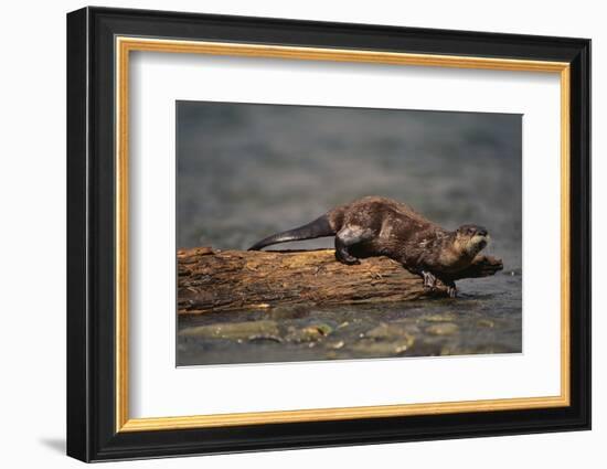 River Otter-DLILLC-Framed Photographic Print