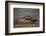 River Otter-DLILLC-Framed Photographic Print