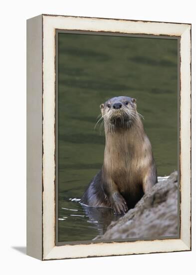 River Otter-Ken Archer-Framed Premier Image Canvas