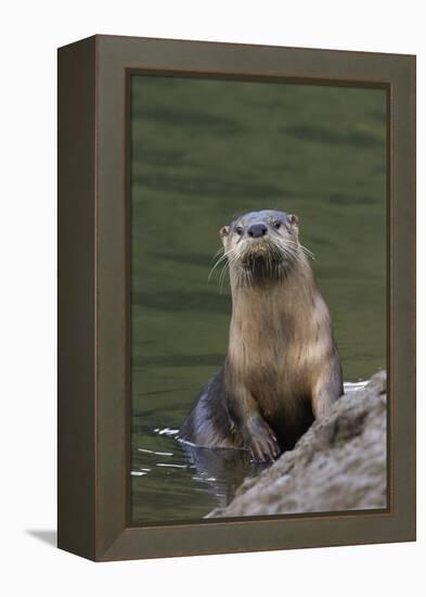 River Otter-Ken Archer-Framed Premier Image Canvas