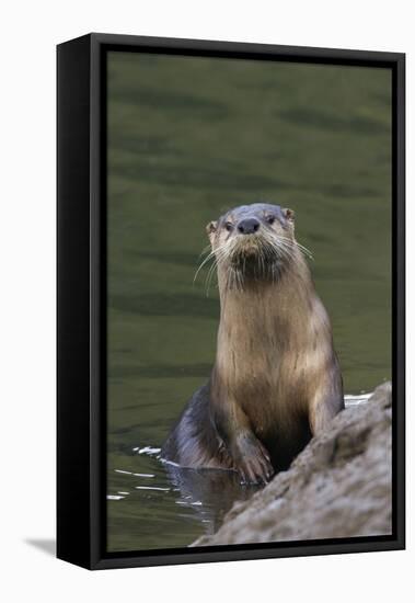 River Otter-Ken Archer-Framed Premier Image Canvas