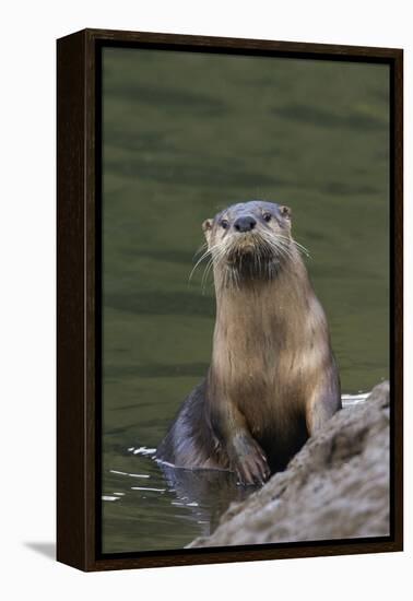 River Otter-Ken Archer-Framed Premier Image Canvas