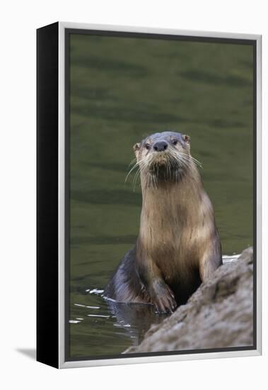 River Otter-Ken Archer-Framed Premier Image Canvas