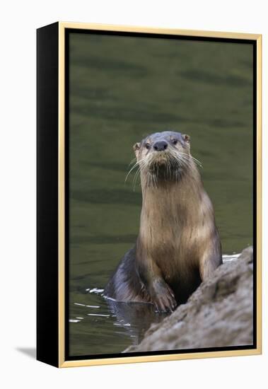 River Otter-Ken Archer-Framed Premier Image Canvas