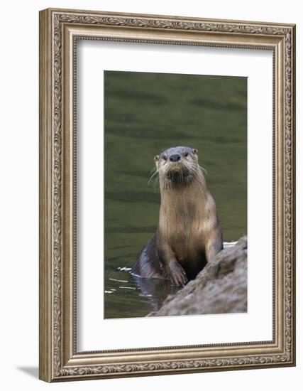 River Otter-Ken Archer-Framed Photographic Print