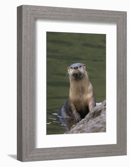 River Otter-Ken Archer-Framed Photographic Print