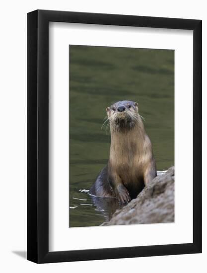 River Otter-Ken Archer-Framed Photographic Print