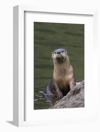 River Otter-Ken Archer-Framed Photographic Print