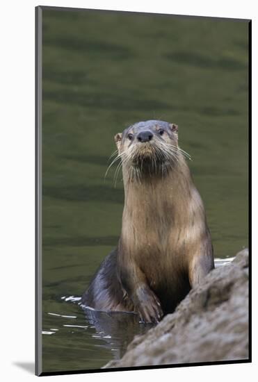River Otter-Ken Archer-Mounted Photographic Print
