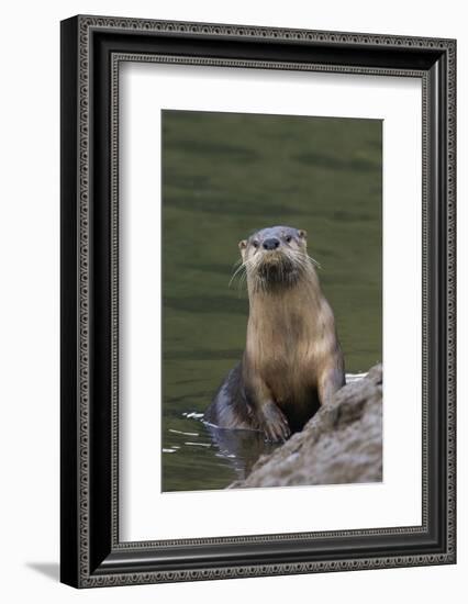 River Otter-Ken Archer-Framed Photographic Print