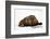 River Otters-null-Framed Premium Giclee Print