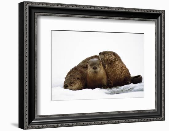 River Otters-null-Framed Premium Giclee Print