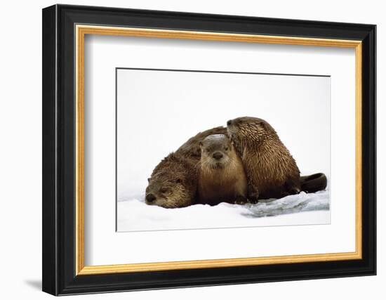 River Otters-null-Framed Premium Giclee Print