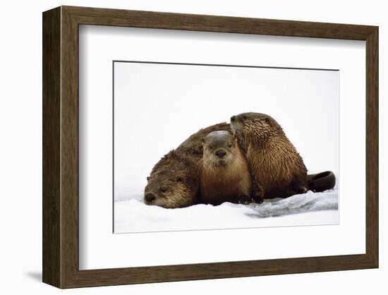 River Otters-null-Framed Premium Giclee Print