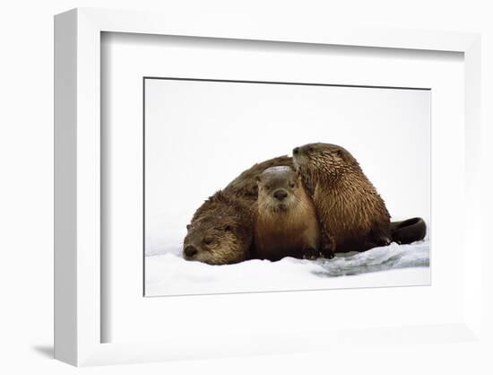 River Otters-null-Framed Premium Giclee Print