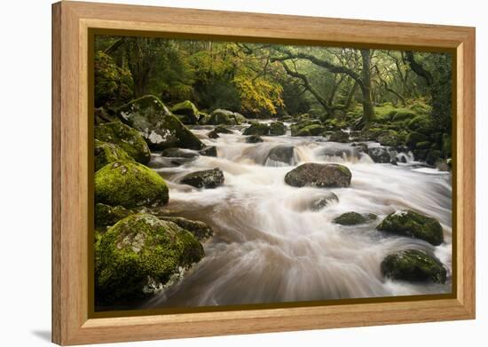 River Plym Flowing Fast Through Dewerstone Wood, Shaugh Prior, Dartmoor Np Devon, UK, October-Ross Hoddinott-Framed Premier Image Canvas