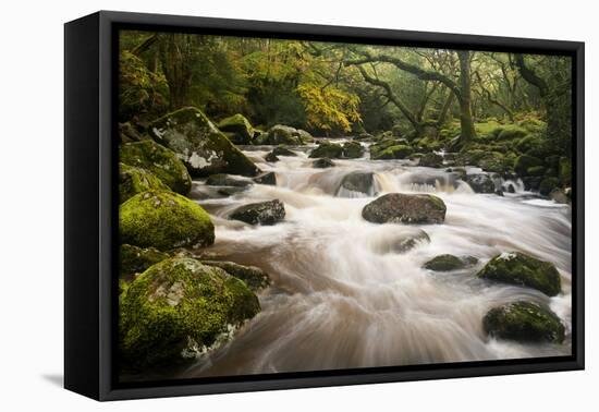 River Plym Flowing Fast Through Dewerstone Wood, Shaugh Prior, Dartmoor Np Devon, UK, October-Ross Hoddinott-Framed Premier Image Canvas