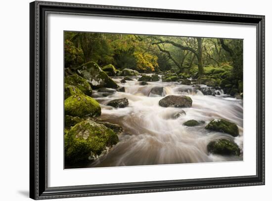 River Plym Flowing Fast Through Dewerstone Wood, Shaugh Prior, Dartmoor Np Devon, UK, October-Ross Hoddinott-Framed Photographic Print