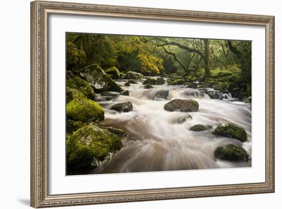 River Plym Flowing Fast Through Dewerstone Wood, Shaugh Prior, Dartmoor Np Devon, UK, October-Ross Hoddinott-Framed Photographic Print