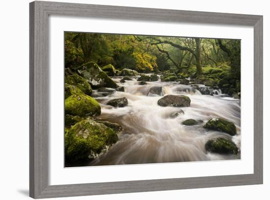 River Plym Flowing Fast Through Dewerstone Wood, Shaugh Prior, Dartmoor Np Devon, UK, October-Ross Hoddinott-Framed Photographic Print