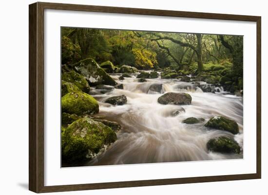 River Plym Flowing Fast Through Dewerstone Wood, Shaugh Prior, Dartmoor Np Devon, UK, October-Ross Hoddinott-Framed Photographic Print