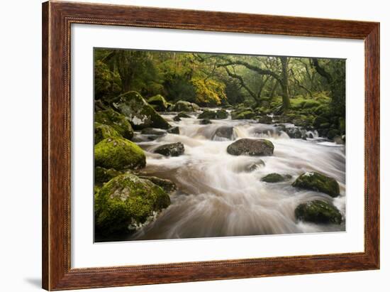 River Plym Flowing Fast Through Dewerstone Wood, Shaugh Prior, Dartmoor Np Devon, UK, October-Ross Hoddinott-Framed Photographic Print