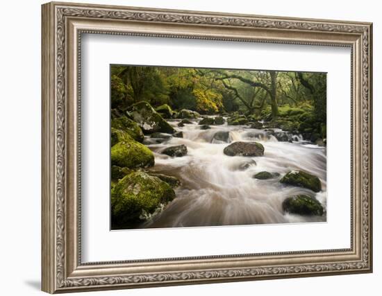 River Plym Flowing Fast Through Dewerstone Wood, Shaugh Prior, Dartmoor Np Devon, UK, October-Ross Hoddinott-Framed Photographic Print