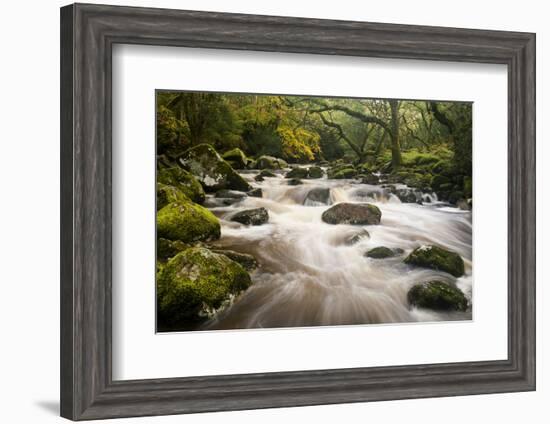 River Plym Flowing Fast Through Dewerstone Wood, Shaugh Prior, Dartmoor Np Devon, UK, October-Ross Hoddinott-Framed Photographic Print