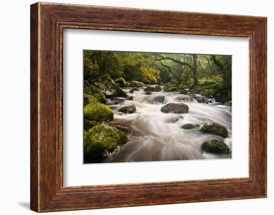 River Plym Flowing Fast Through Dewerstone Wood, Shaugh Prior, Dartmoor Np Devon, UK, October-Ross Hoddinott-Framed Photographic Print