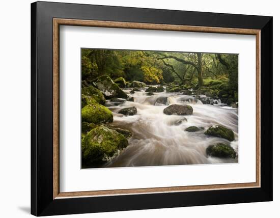 River Plym Flowing Fast Through Dewerstone Wood, Shaugh Prior, Dartmoor Np Devon, UK, October-Ross Hoddinott-Framed Photographic Print