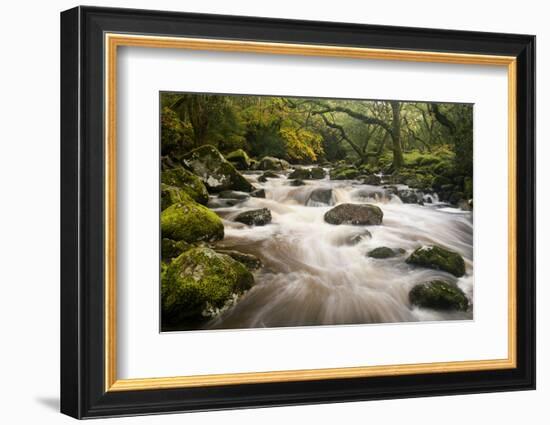 River Plym Flowing Fast Through Dewerstone Wood, Shaugh Prior, Dartmoor Np Devon, UK, October-Ross Hoddinott-Framed Photographic Print