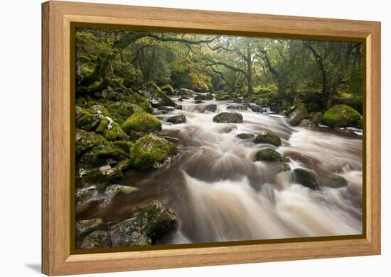 River Plym Flowing Through Dewerstone Wood, Dartmoor Np, Devon, England, UK, October-Ross Hoddinott-Framed Premier Image Canvas