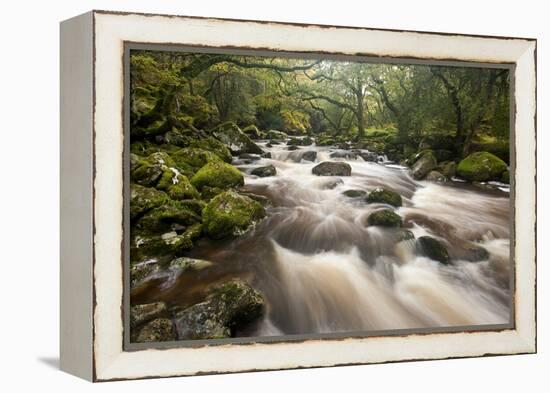 River Plym Flowing Through Dewerstone Wood, Dartmoor Np, Devon, England, UK, October-Ross Hoddinott-Framed Premier Image Canvas