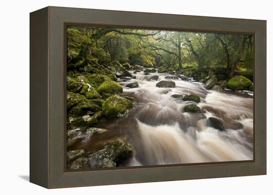 River Plym Flowing Through Dewerstone Wood, Dartmoor Np, Devon, England, UK, October-Ross Hoddinott-Framed Premier Image Canvas