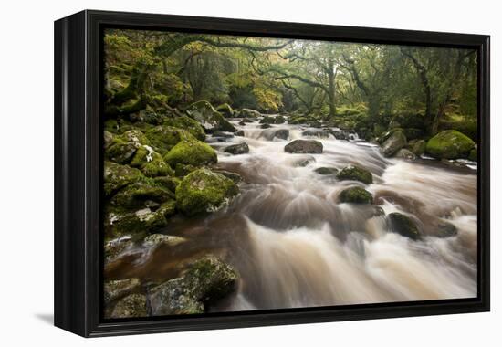 River Plym Flowing Through Dewerstone Wood, Dartmoor Np, Devon, England, UK, October-Ross Hoddinott-Framed Premier Image Canvas