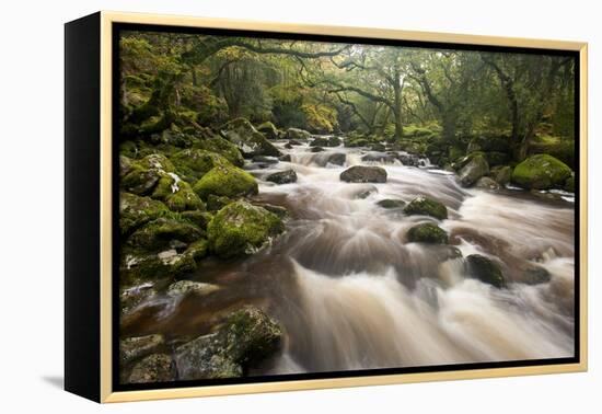 River Plym Flowing Through Dewerstone Wood, Dartmoor Np, Devon, England, UK, October-Ross Hoddinott-Framed Premier Image Canvas