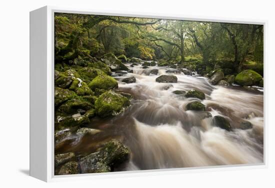 River Plym Flowing Through Dewerstone Wood, Dartmoor Np, Devon, England, UK, October-Ross Hoddinott-Framed Premier Image Canvas