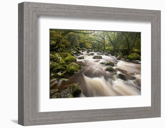 River Plym Flowing Through Dewerstone Wood, Dartmoor Np, Devon, England, UK, October-Ross Hoddinott-Framed Photographic Print