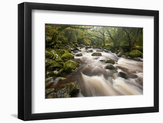 River Plym Flowing Through Dewerstone Wood, Dartmoor Np, Devon, England, UK, October-Ross Hoddinott-Framed Photographic Print