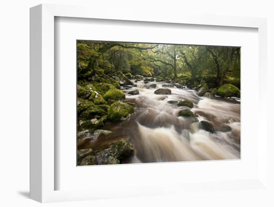 River Plym Flowing Through Dewerstone Wood, Dartmoor Np, Devon, England, UK, October-Ross Hoddinott-Framed Photographic Print