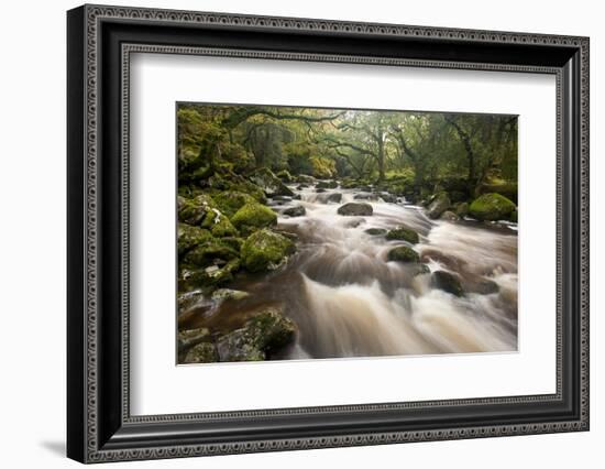 River Plym Flowing Through Dewerstone Wood, Dartmoor Np, Devon, England, UK, October-Ross Hoddinott-Framed Photographic Print