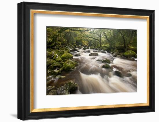 River Plym Flowing Through Dewerstone Wood, Dartmoor Np, Devon, England, UK, October-Ross Hoddinott-Framed Photographic Print