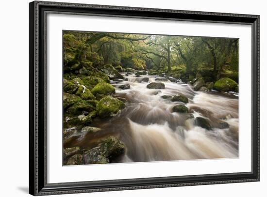 River Plym Flowing Through Dewerstone Wood, Dartmoor Np, Devon, England, UK, October-Ross Hoddinott-Framed Photographic Print