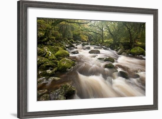 River Plym Flowing Through Dewerstone Wood, Dartmoor Np, Devon, England, UK, October-Ross Hoddinott-Framed Photographic Print