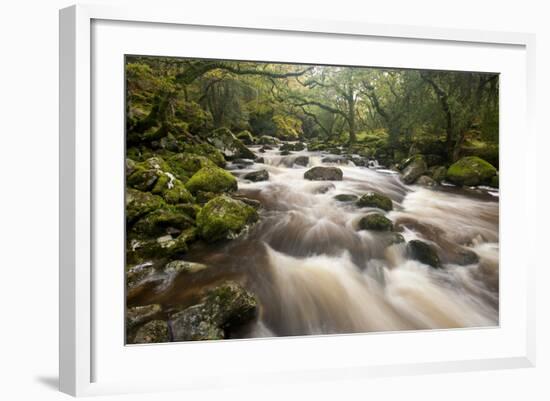 River Plym Flowing Through Dewerstone Wood, Dartmoor Np, Devon, England, UK, October-Ross Hoddinott-Framed Photographic Print